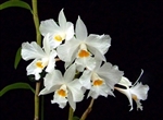 Dendrobium infundibulum