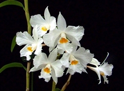 Dendrobium infundibulum