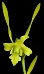 Dendrobium archipelagense