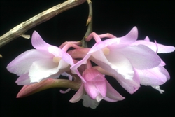 Dendrobium cumulatum