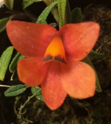 Dendrobium cuthbertsonii 'Pink Giant' HCC/AOS x bicolor