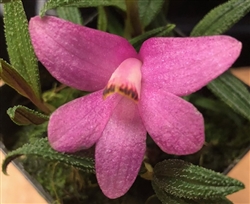 Dendrobium cuthbertsonii 'Pink Giant' HCC/AOS x bicolor