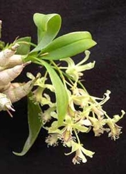 Dendrobium delacourii