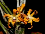 Dendrobium fanjingshanense