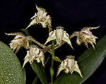 Dendrobium finisterrae