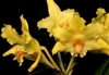 Dendrobium lowii