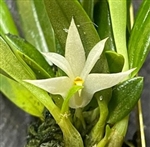 DendrobiumÂ masarangense