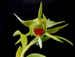 Dendrobium tobaense v. giganteum