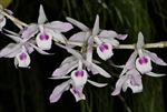 Dendrobium transparens