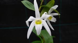 Dendrobium wilsonii