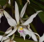 Encyclia abbreviata 'Quincy'