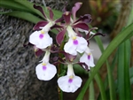 Encyclia cordigera 'Hinomaru'