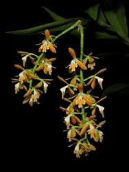 Epidendrum polyanthum