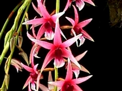 Dendrobium treacherianum