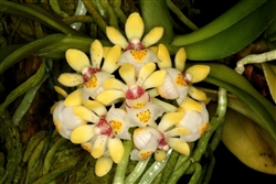 Gastrochilus japonicus