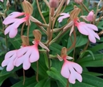 Habenaria erichmichelii species