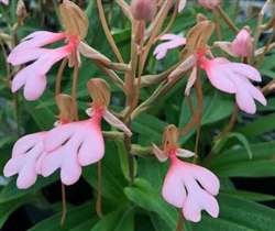 Habenaria erichmichelii species