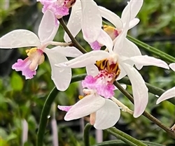 Holcoglossum wangii