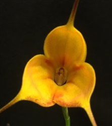 Masdevallia Galaxy 'Golden Gate' HCC/AOS