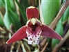 Maxillaria tenuifolia