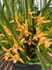 Maxillaria tenuifolia 'Yamada' (Yellow)