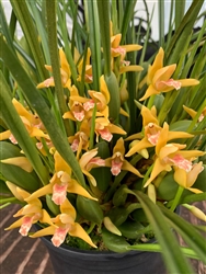 Maxillaria tenuifolia 'Yamada' (Yellow)