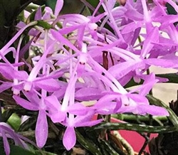 Neofinetia falcata 'Cherry Blossom' x 'Samurai'