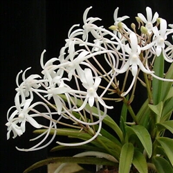 Neofinetia falcata ('White Flamingo' AM/AOS x 'Cal #1')