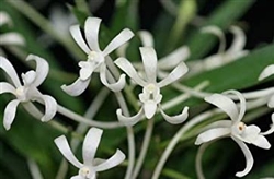 Neofinetia falcata 'Amami Island Type'