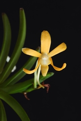 Neofinetia falcata 'Koka'