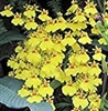 Oncidium ampliatum