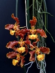 Oncidium stacyi