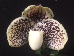 Paphiopedilum godefroyae