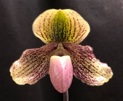 Paphiopedilum godefroyae x victoria-mariae