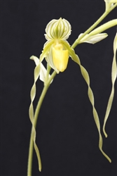 Paphiopedilum philippinense v. alba