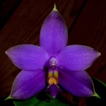 Phalaenopsis violacea v. coerulea 'Indigo'