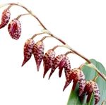 Pleurothallis restrepioides