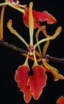 Renanthera pulchella