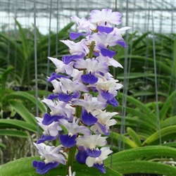 Rhynchostylis coelestis 'Blue'