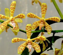 Trichoglottis ionosma