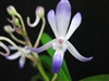 Neostylis Lou Sneary