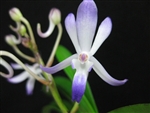 Neostylis Lou Sneary