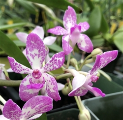 Neostylis Pinky 'Pink Delight'