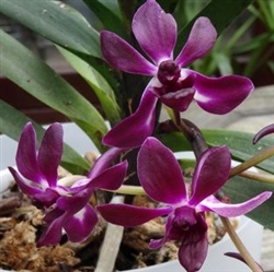 Neostylis Pinky 'Red'
