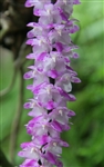 Aerides multiflora