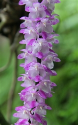 Aerides multiflora