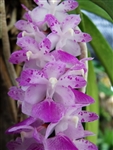 Aerides rosea