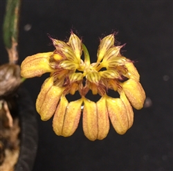 Bulbophyllum sikkimense