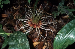 Bulbophyllum virescens