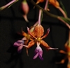 Calanthe biloba